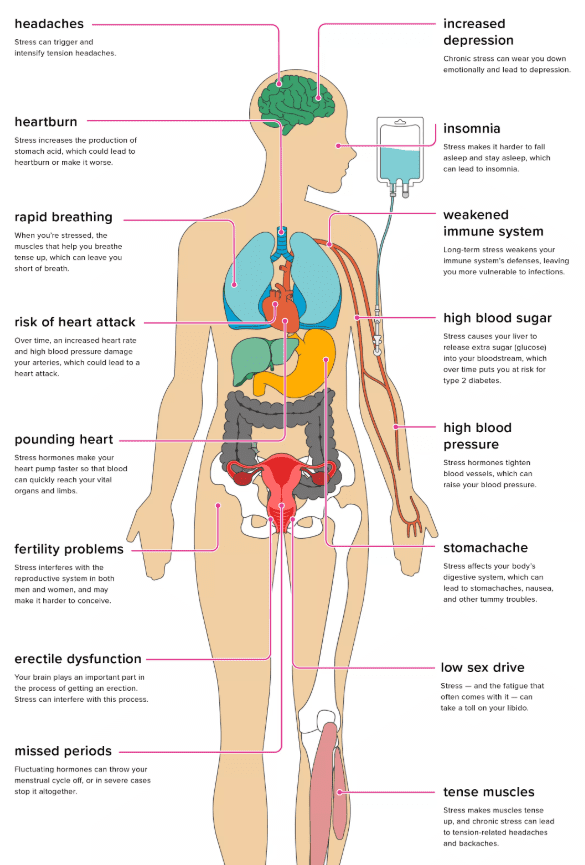Stress-Effects-on-Body Ολιστική Ιατρική, Στρες Ψυχοσωματικά